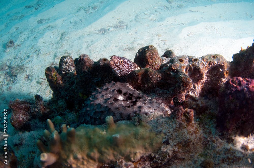 White Spotted Moray