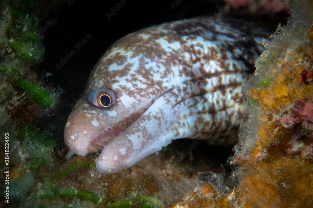 Marine life, Liuqiu island, Taiwan