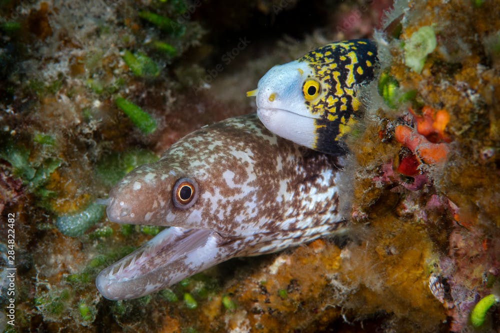 Marine life, Liuqiu island, Taiwan