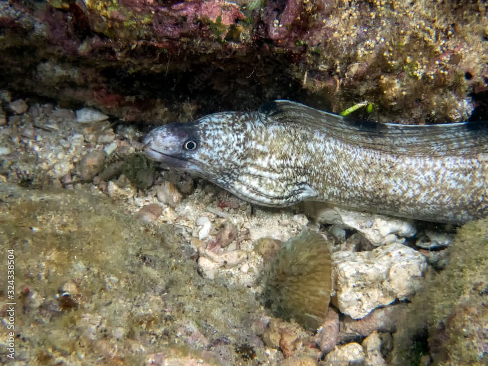 Enigmatic Moray Eel (Gymnothorax enigmaticus)