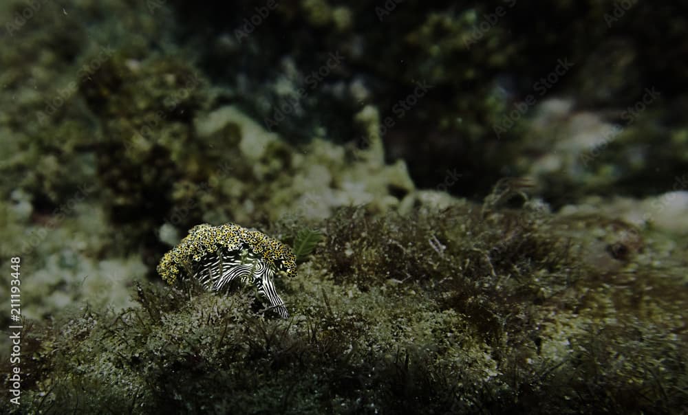 Solar powered sea slug ( elysia diomedea )