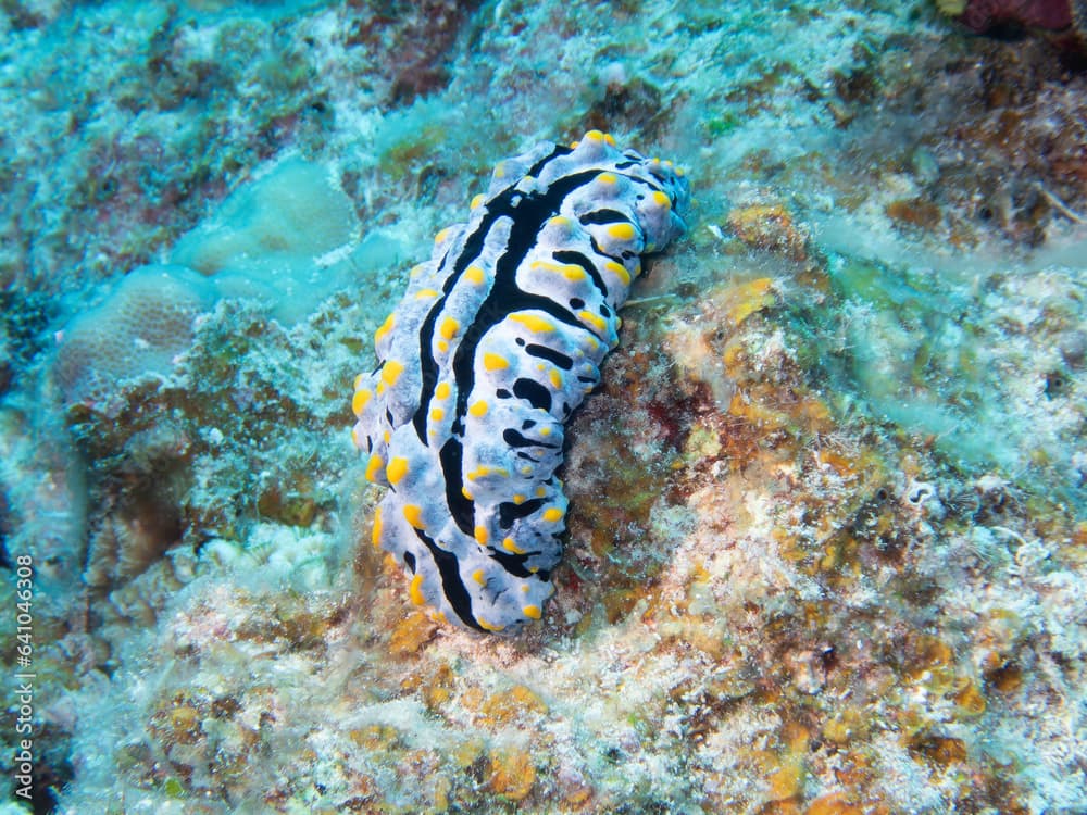 Phyllidia coelestis