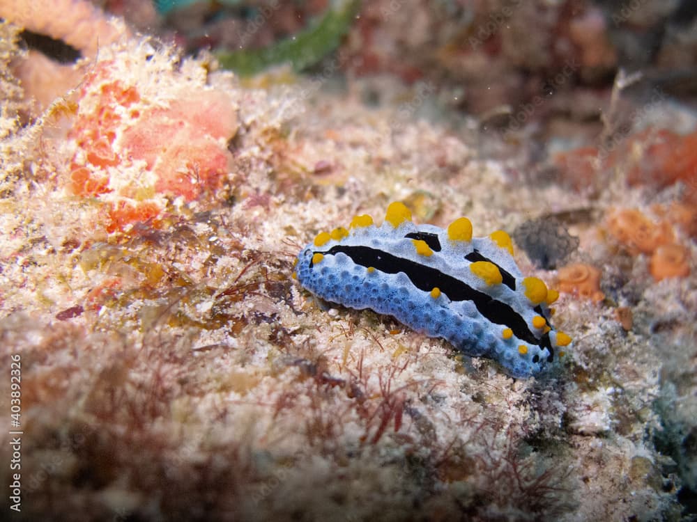 Tropical nudibranch Sky Blue Phyllidia (Phyllidia coelestis) on a sea sponge. Raja Ampat