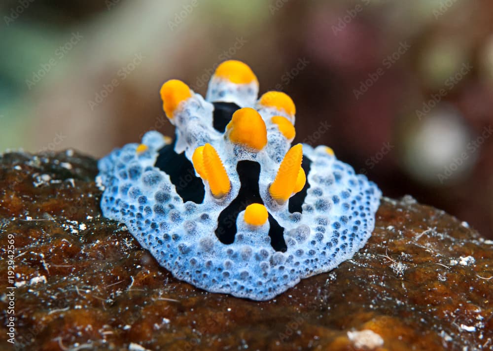 Celestial phyllidia ( Phyllidia coelestis) nudibranch crawls on coral of Bali