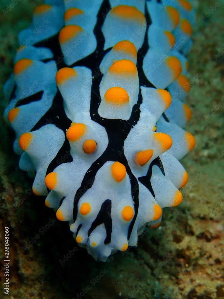 Closeup and macro shot of the nudibranch Phyllidia coelestis during a leisure dive in Tunku Abdul Rahman Park, Kota Kinabalu, Sabah. Malaysia, Borneo.           