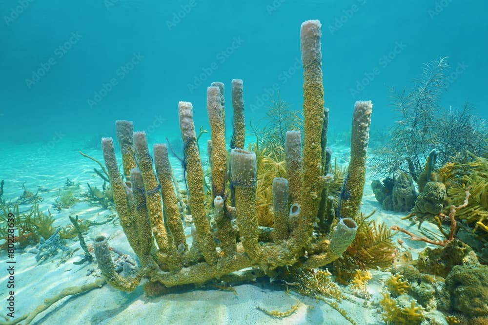 Branching vase sponge Callyspongia vaginalis