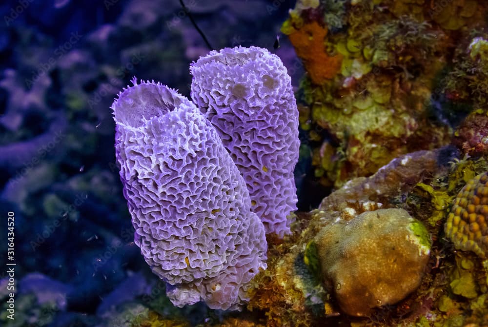 Two orange azure vase sponges