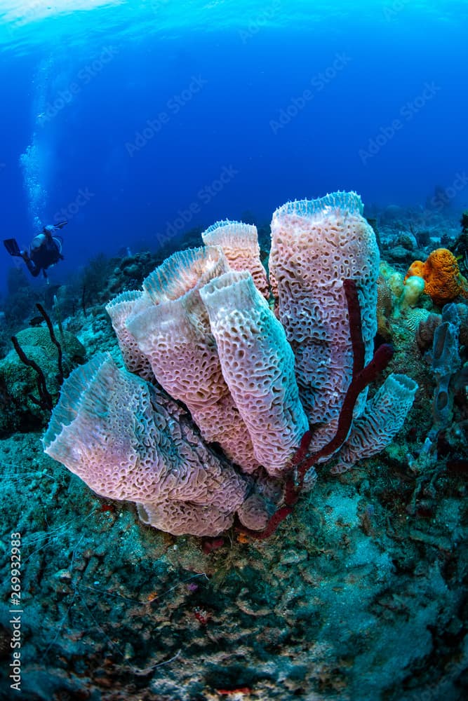 A vase sponge in St. Lucia