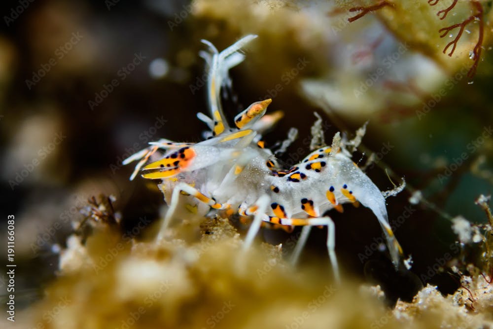 Phyllognathia ceratophthalma, Tiger shrimp