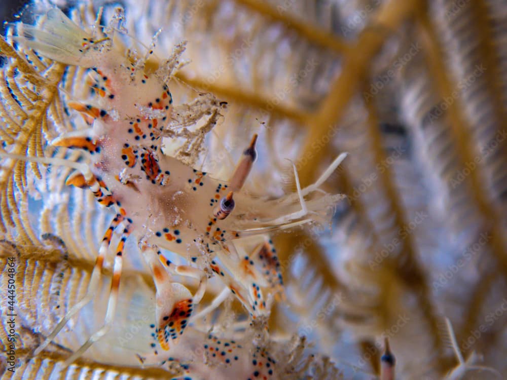 Spiny Tiger shrimp (Phyllognathia ceratophthalma) during a night dive at Padre Burgos Pier in Sogod Bay, Southern Leyte, Philippines.  Underwater photography and travel.