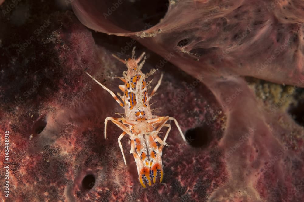 Tiger shrimp, Phyllognathia ceratophthalma, Sulawesi Indonesia