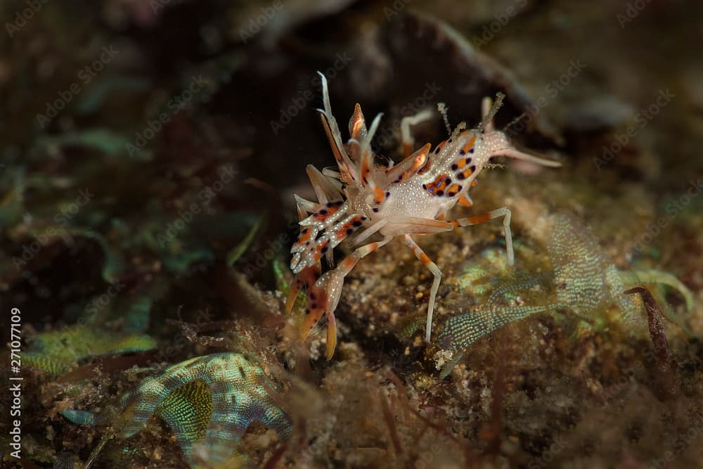 Spiny tiger shrimp  (Phyllognathia ceratophthalma). Picture was taken in Ambon, Indonesia