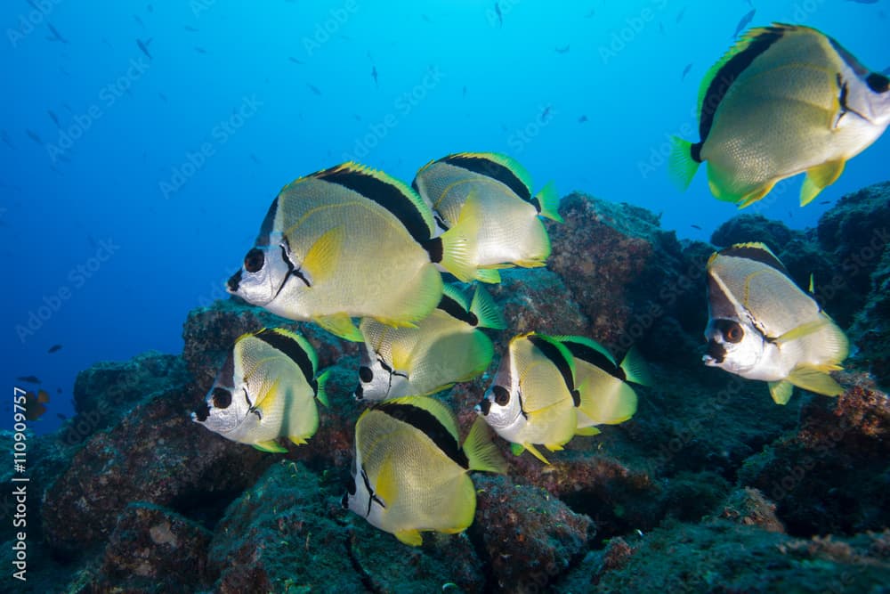 Underwater side view of black nose barber fish (Johnrandallia nigrirostris) San Benedicto, Revillagigedo, Colima, Mexico