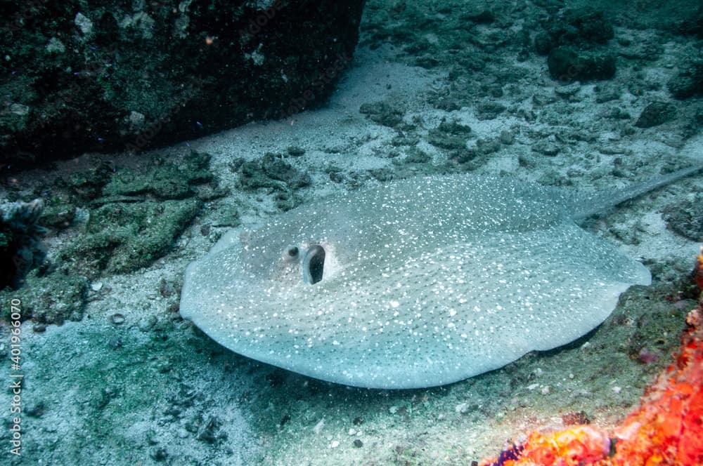 Close-up of a Porcupine Ray (Urogymnus asperrimus) over the ocean sandy bottom. Seychelles