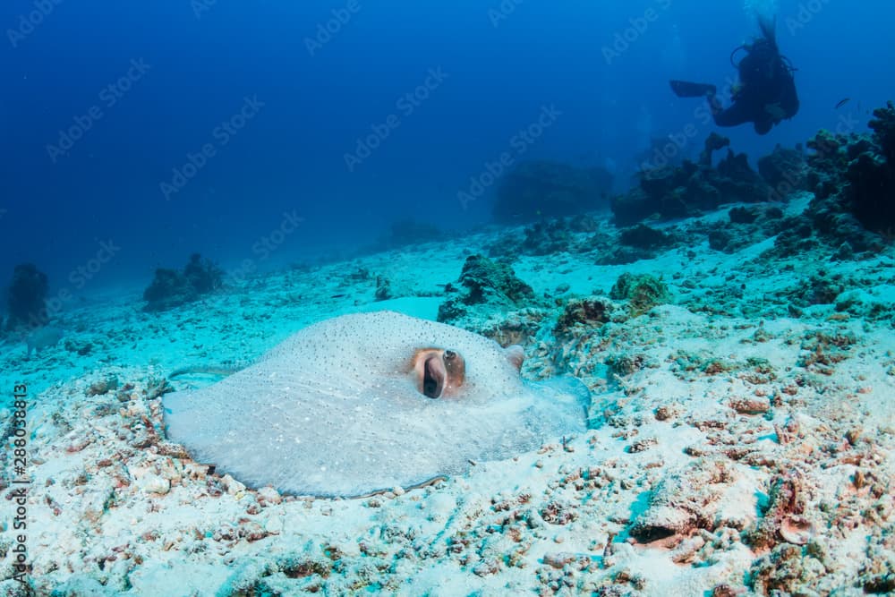 A Porcupine Stingray hiding in the sand on a coral reef