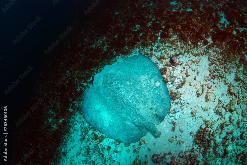 Porcupine ray - Urogymnus asperrimus. Komodo National Park, Indonesia.