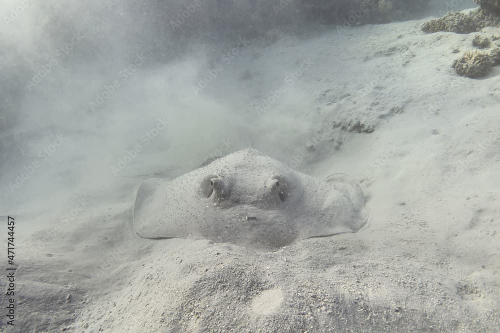 Porcupine ray (Urogymnus asperrimus) close up. Rare stingray, also known as Porcupine whipray or Thorny ray.