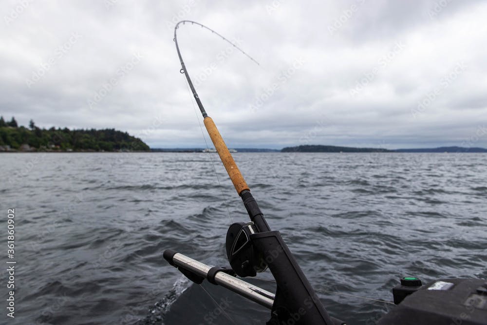 Bent fishing pole on a downrigger setup in the puget sound attempting to catch Chinook salmon or Coho