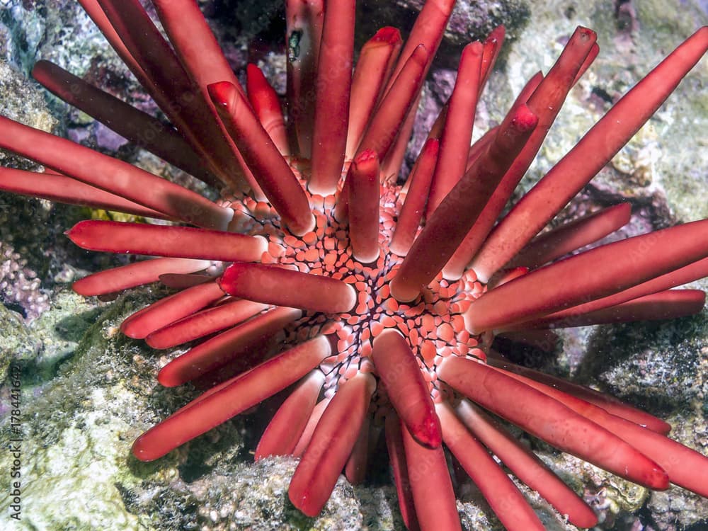 Sea Urchid Big Island Hawaii