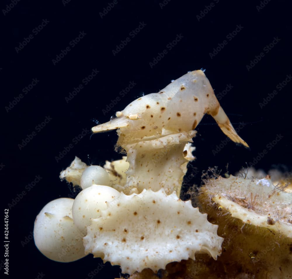 A rare Sargassum Shrimp. Underwater macro world of Tulamben, Bali, Indonesia.