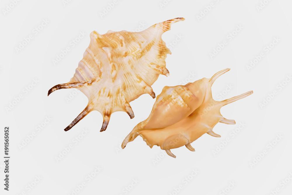 Two views of a shell of the orange spider conch (Lambis crocata) isolated on white background with clipping path