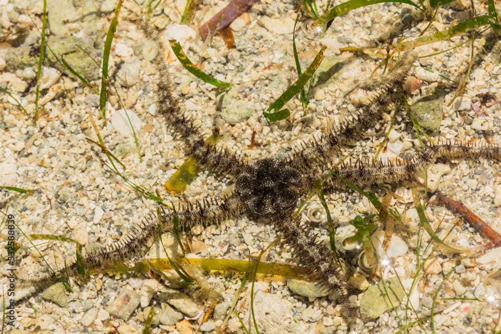 Ophiura albida is a species of brittle star in the Tanzania