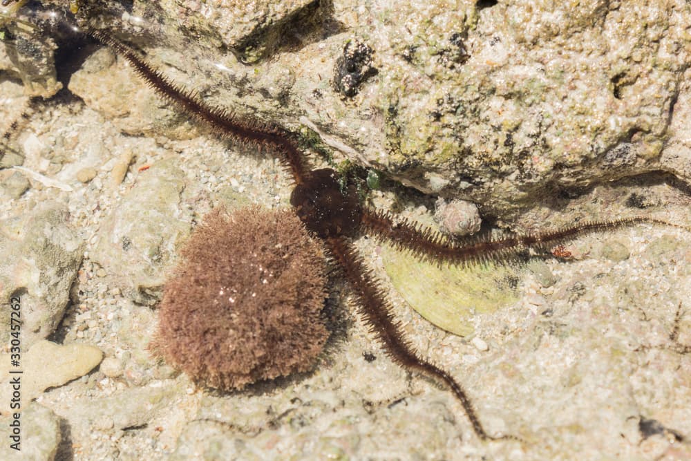 Ophiura albida is a species of brittle star in the Tanzania