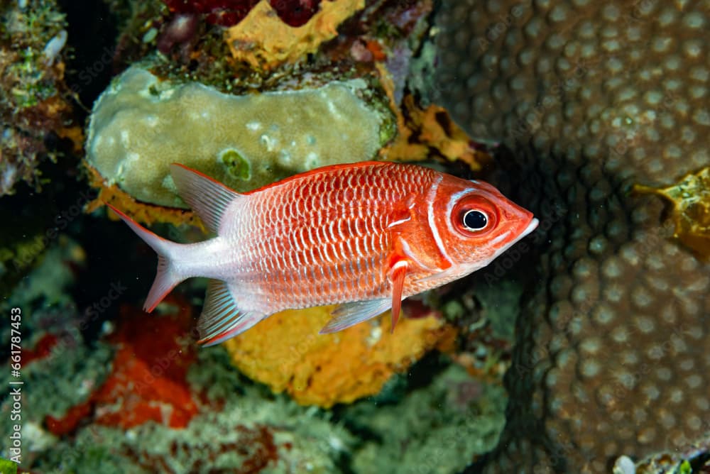 Tailspot Squirrelfish Sargocentron caudimaculatum