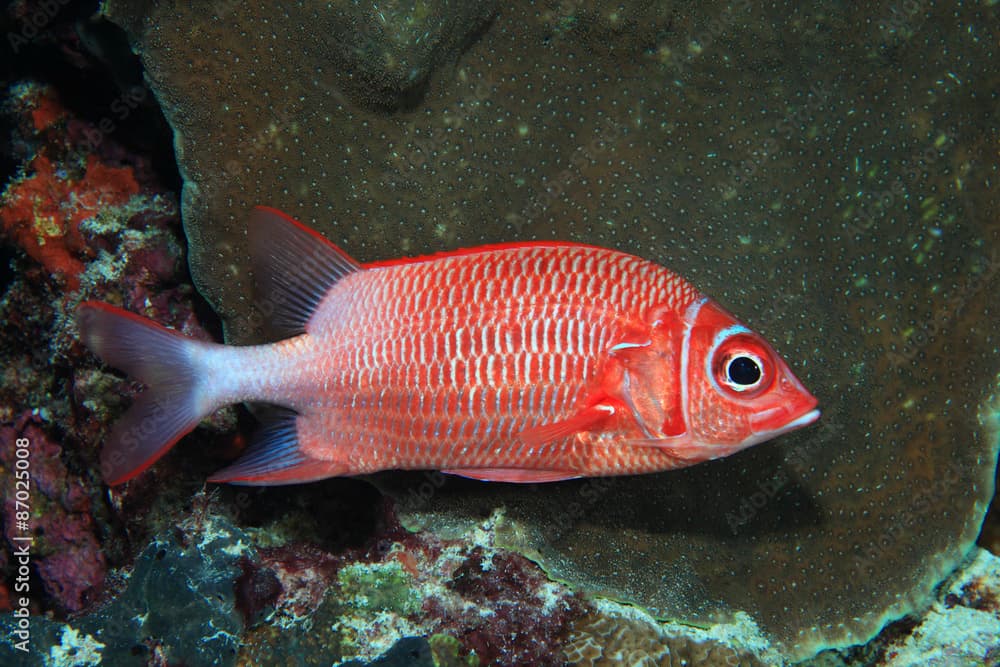 Silverspot squirrelfish (Sargocentron caudimaculatum) 