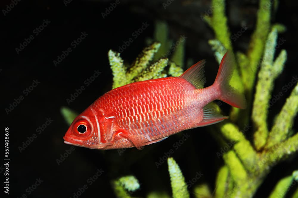 Silverspot or whitetail squirrelfish (Sargocentron caudimaculatum)