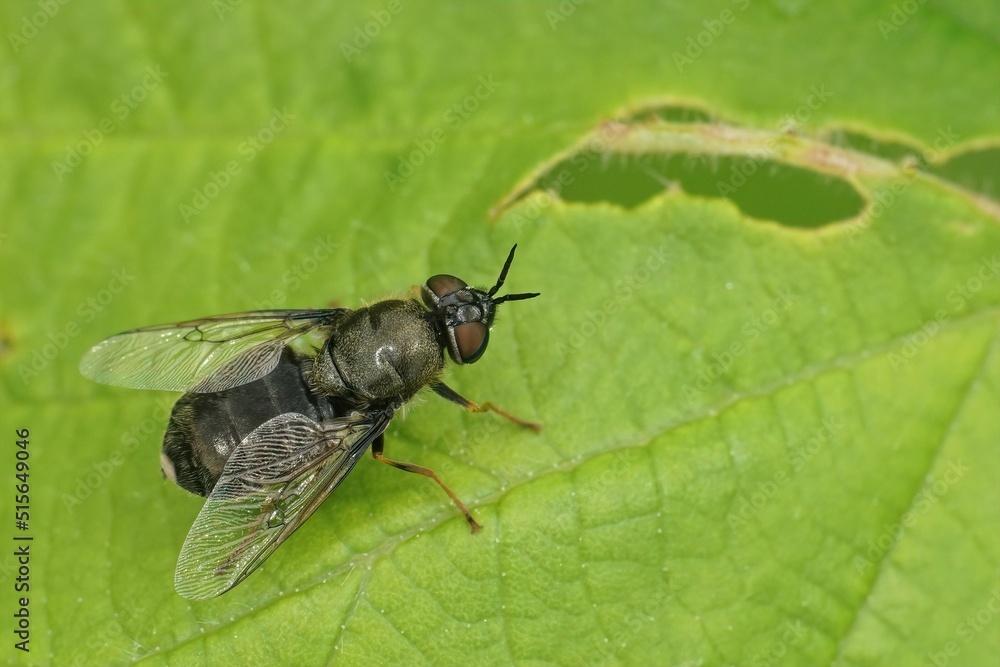 Detailed on a shy female black colonel sodier fly, Odontomyia ti