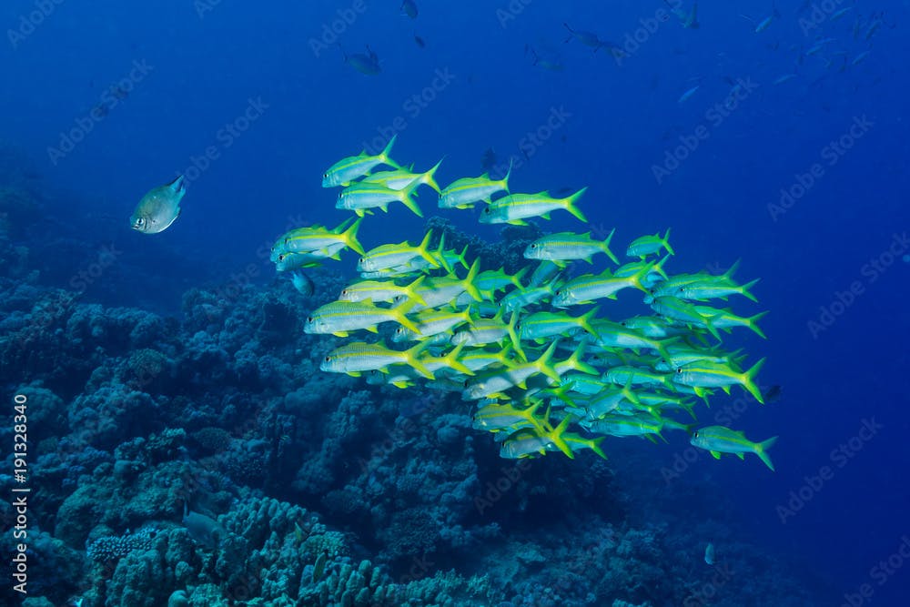 Fischschwarm am Korallenriff