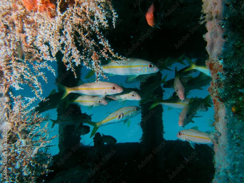 Yellow goatfish, Mulloidichthys martinicus swimming in a sunken ship at the bottom of the sea.