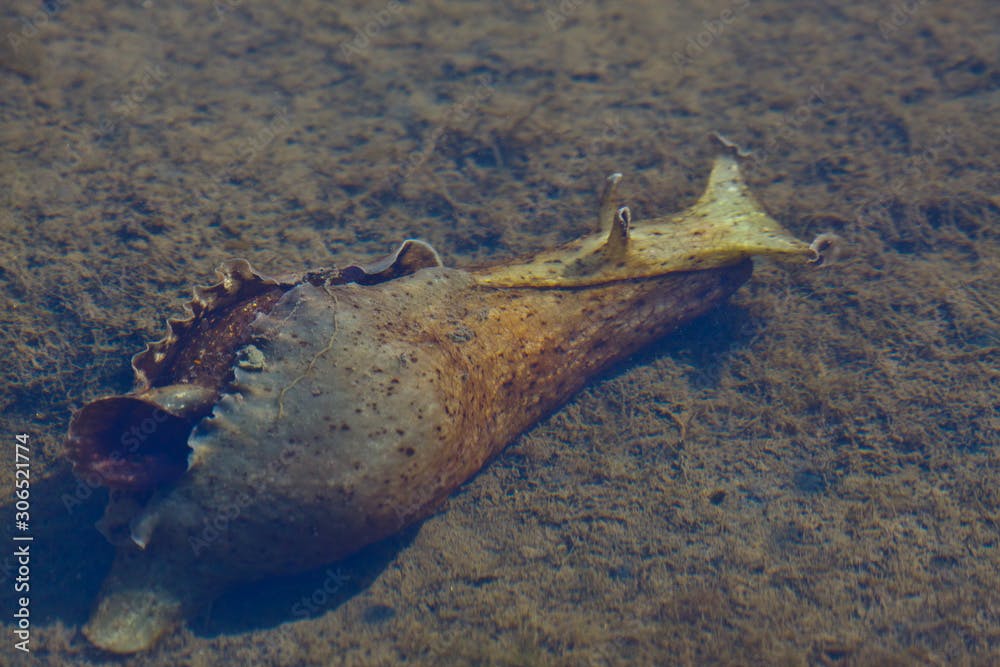 A wild California Sea Hare, Aplysia californica, a hermaphroditic species commonly used in laboratory research 