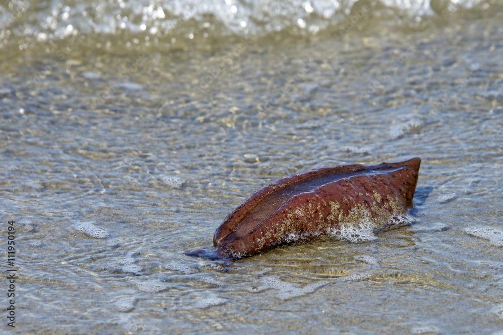 The life cycle of a sea hare is about one year. After they lay eggs, they die. So many washed up on the shores of San Francisco this year, people called the police thinking they were body organs