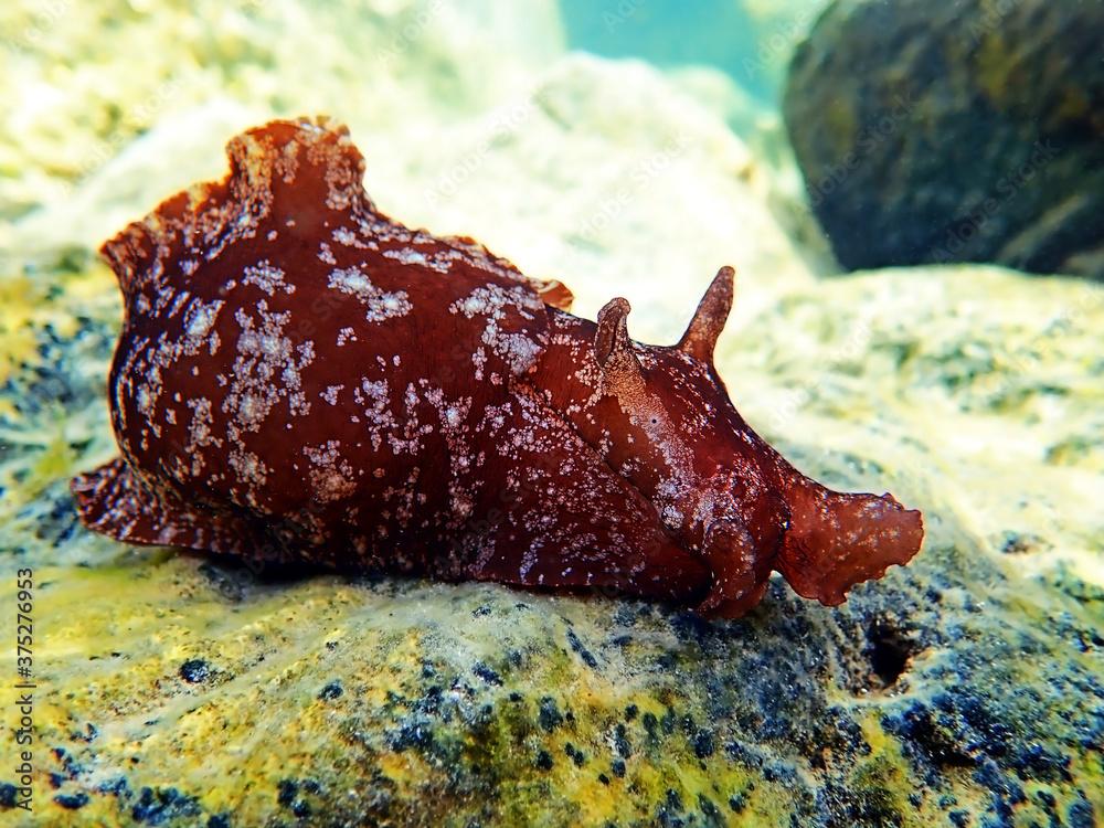 Underwater shot on large sea hare  in Mediterranean sea (Aplysia punctata)