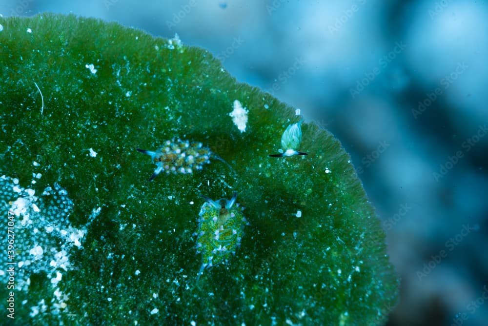 Rabbit Sapsucking Slug Costasiella usagi.