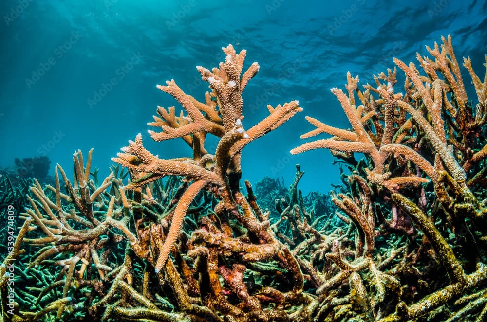 Colorful coral reef formations in clear blue ocean