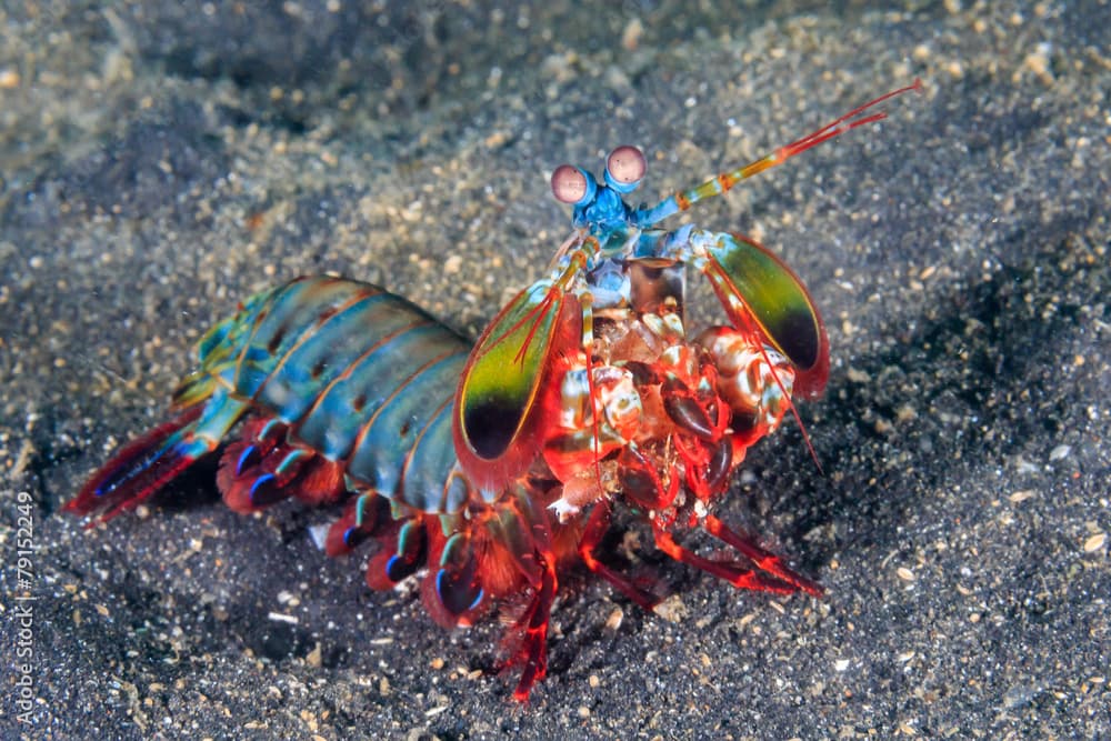 Peacock Mantis Shrimp