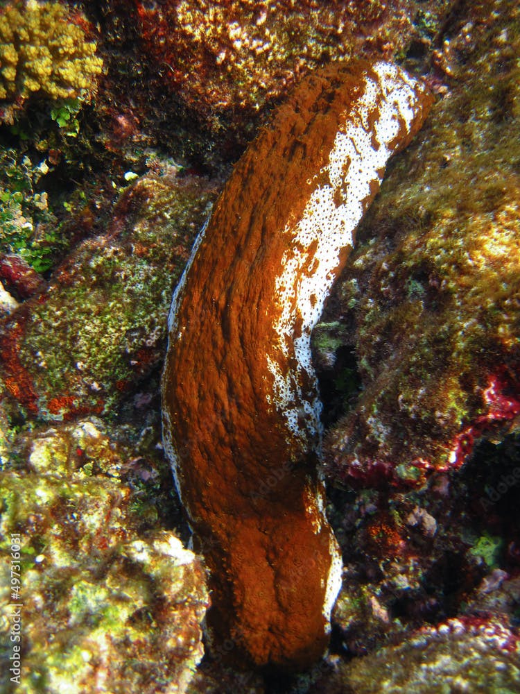Actinopyga Mauritiana - Sea Cucumber