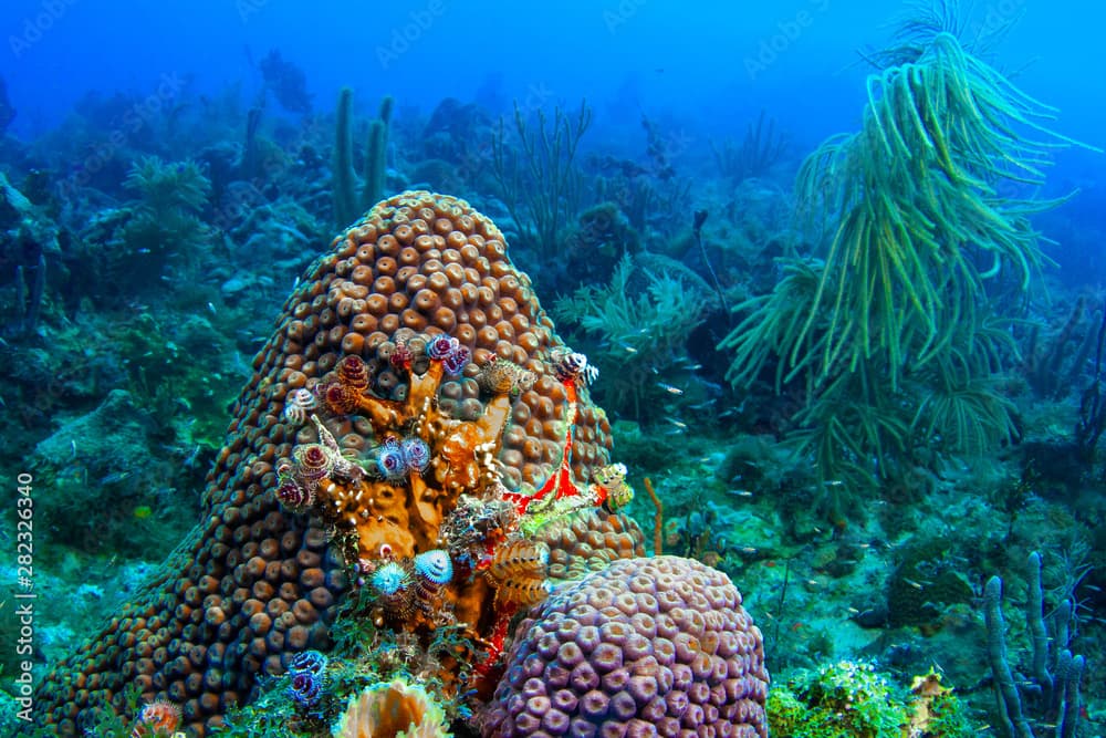 Dozens of Christmas tree tube worms with feather-like tentacles called radioles live on a great star coral located in the Dry Tortugas off the coast of Florida in the Gulf of Mexico. 