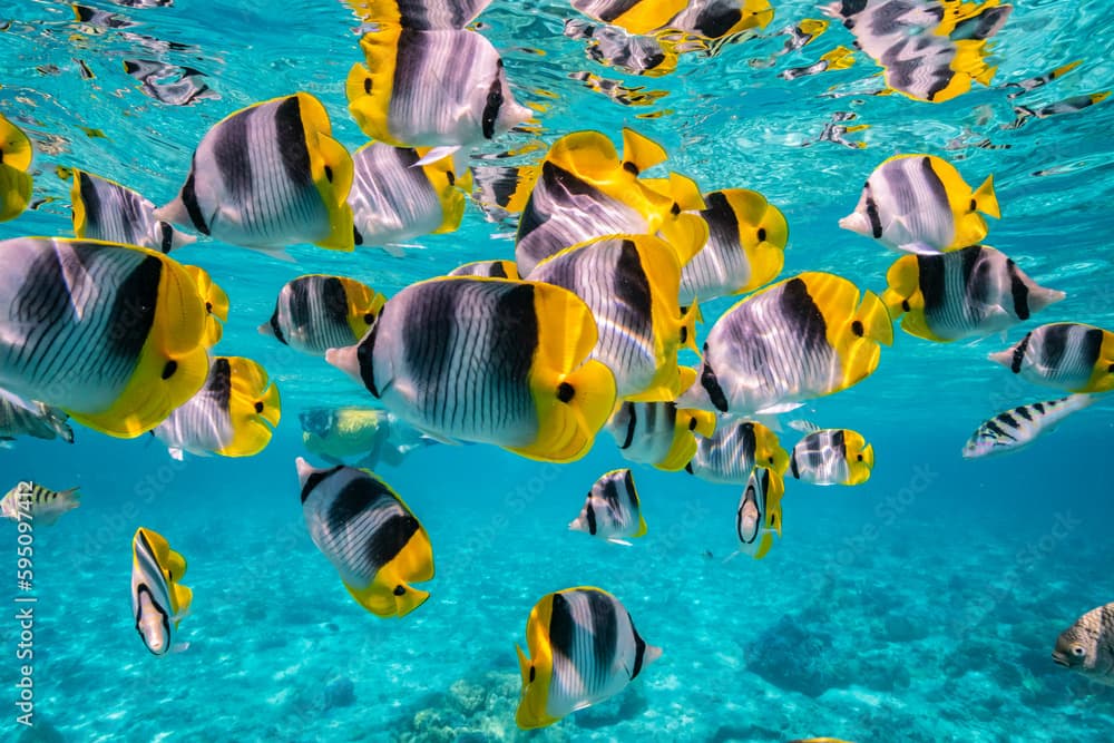 French Polynesia, Bora Bora. Close-up of Pacific double-saddle butterflyfish.