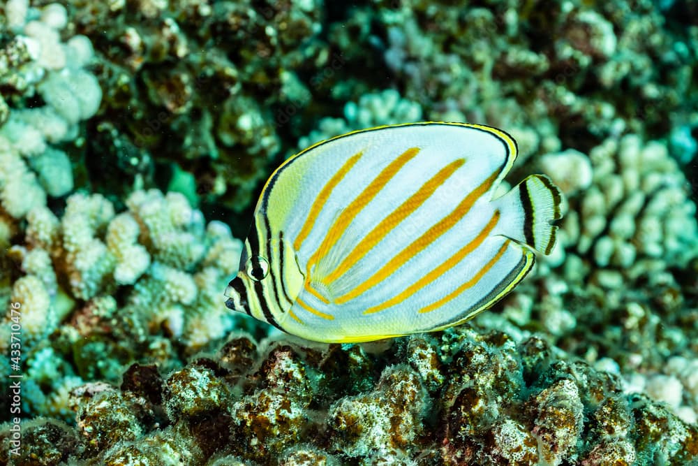 ornate butterflyfish fish on reef