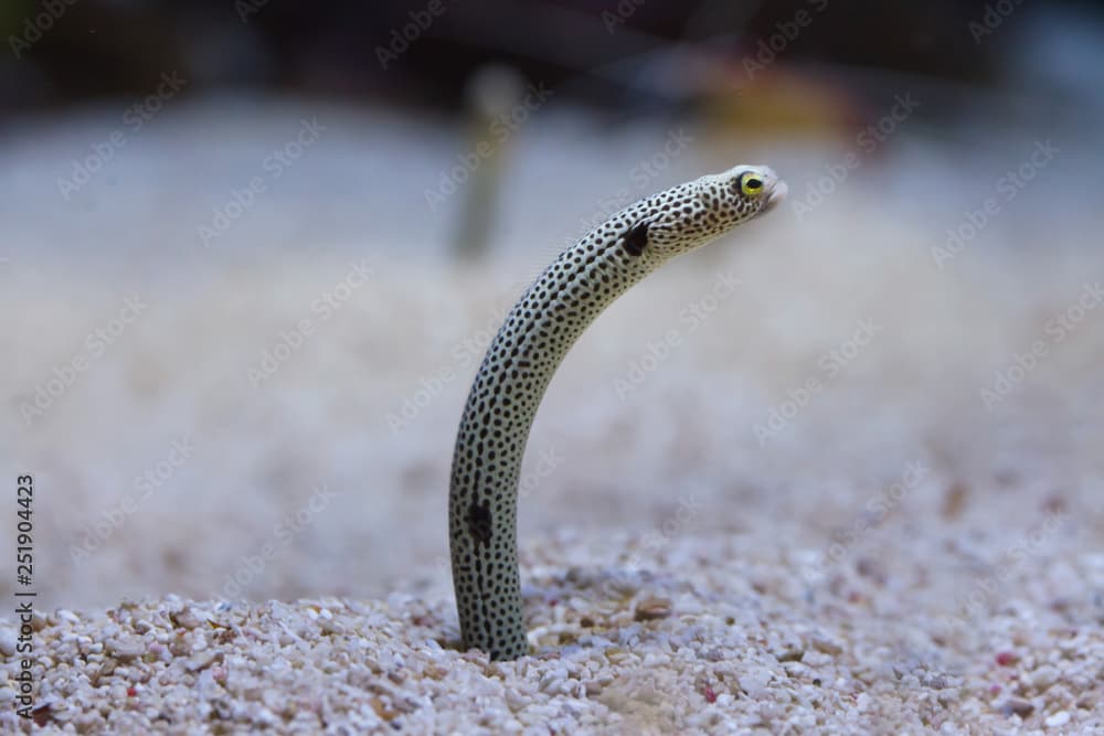 Spotted garden eel (Heteroconger hassi).