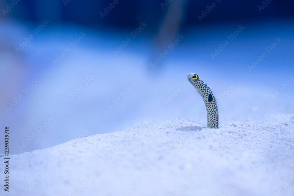 チンアナゴ   spotted garden eel