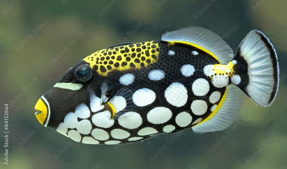 Close-up view of a Clown triggerfish (Balistoides conspicillum)