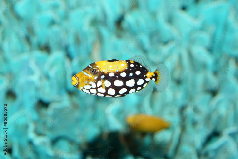 Clown triggerfish Balistoides conspicillum in Japan