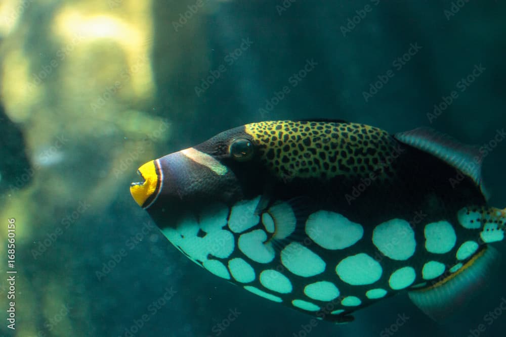 Clown triggerfish Balistoides conspicillum