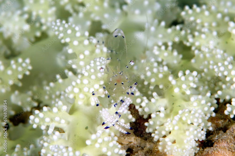 Tosa Commensal Shrimp (Periclimenes tosaensis) in a Coral. Triton Bay, West Papua, Indonesia