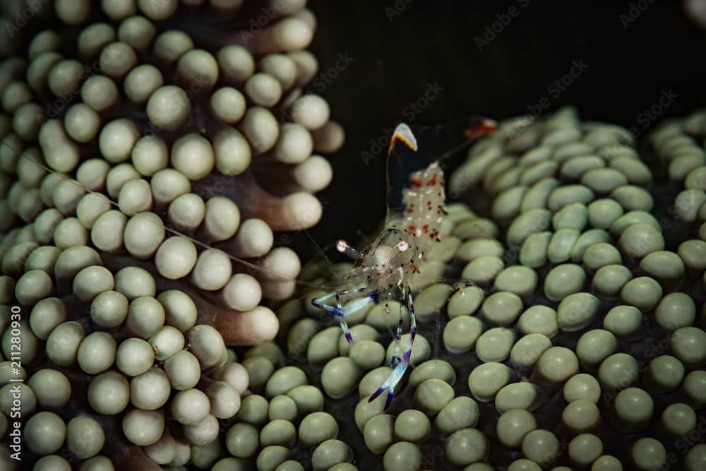 Periclimenes tosaensis: "sexy shrimp" on the Giant Clam dive site, Puerto Galera, Philippines